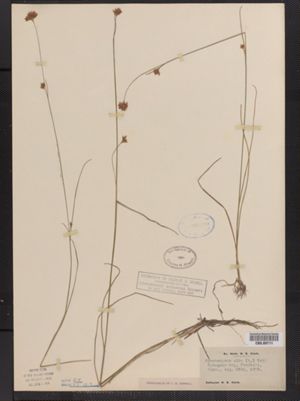 Rhynchospora alba image