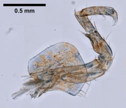 Gammarus oceanicus image