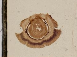 Tubulanus polymorphus image