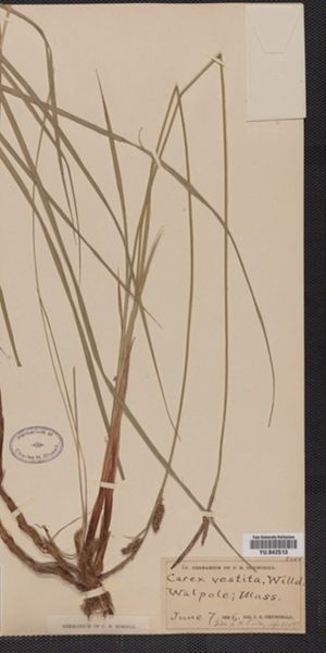 Carex vestita image