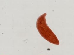 Syncoelidium pellucidum image