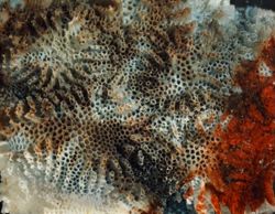 Lichenopora intricata image