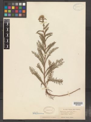 Achillea millefolium var. occidentalis image