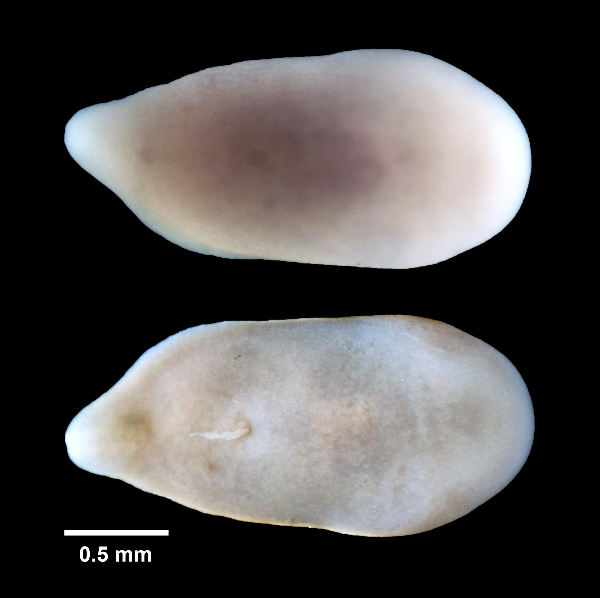 Mecynostomidae image