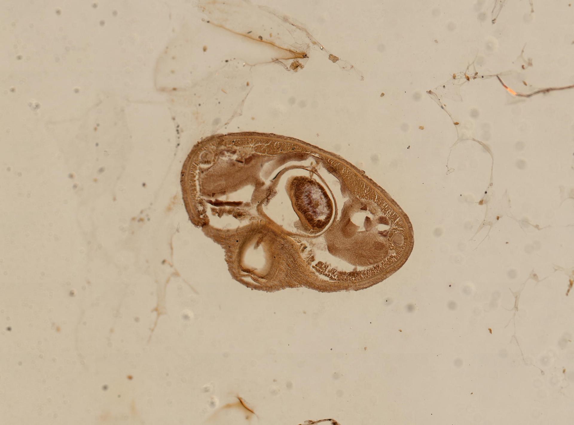 Carinoma mutabilis image