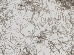Myxilla perspinosa image