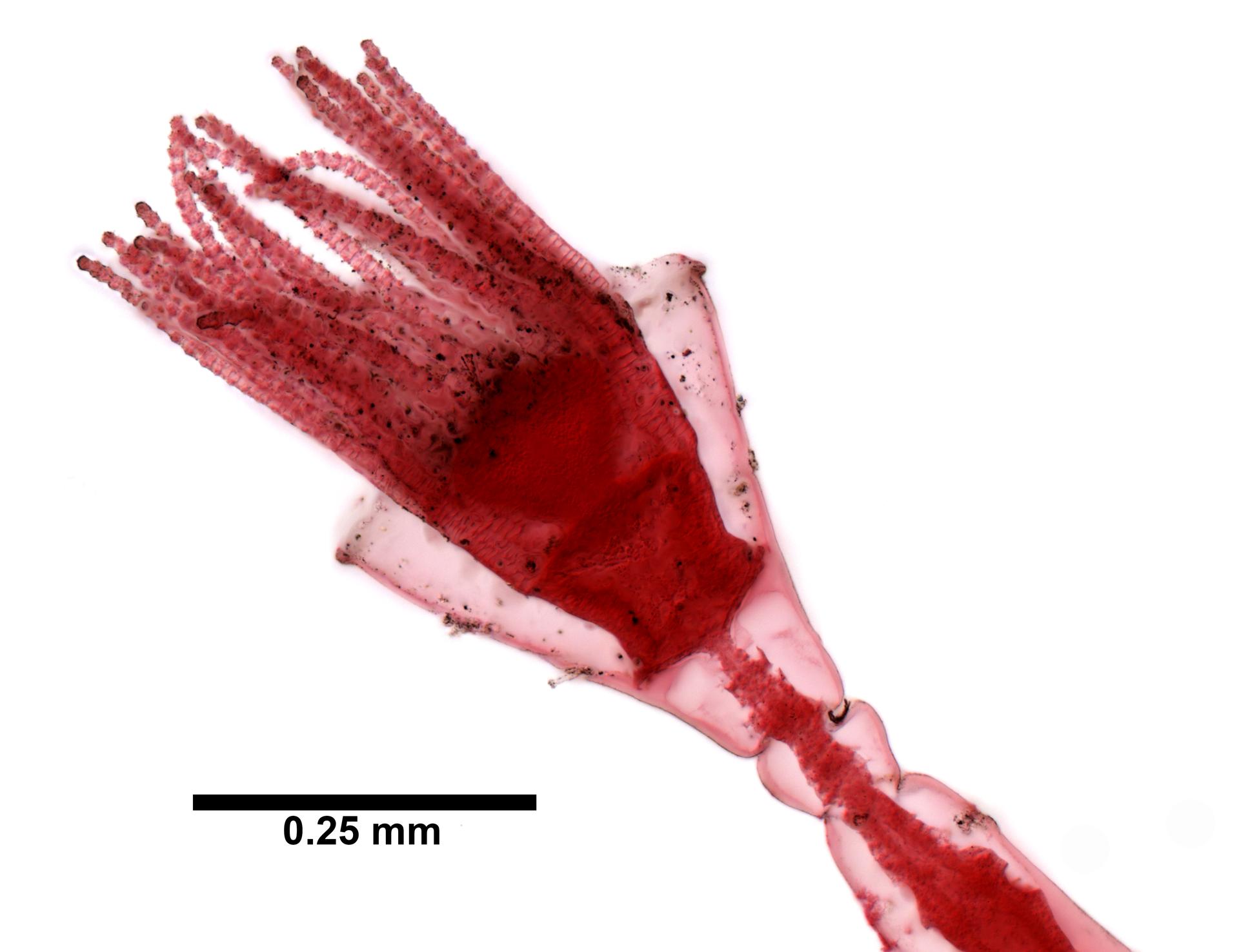 Hartlaubella gelatinosa image