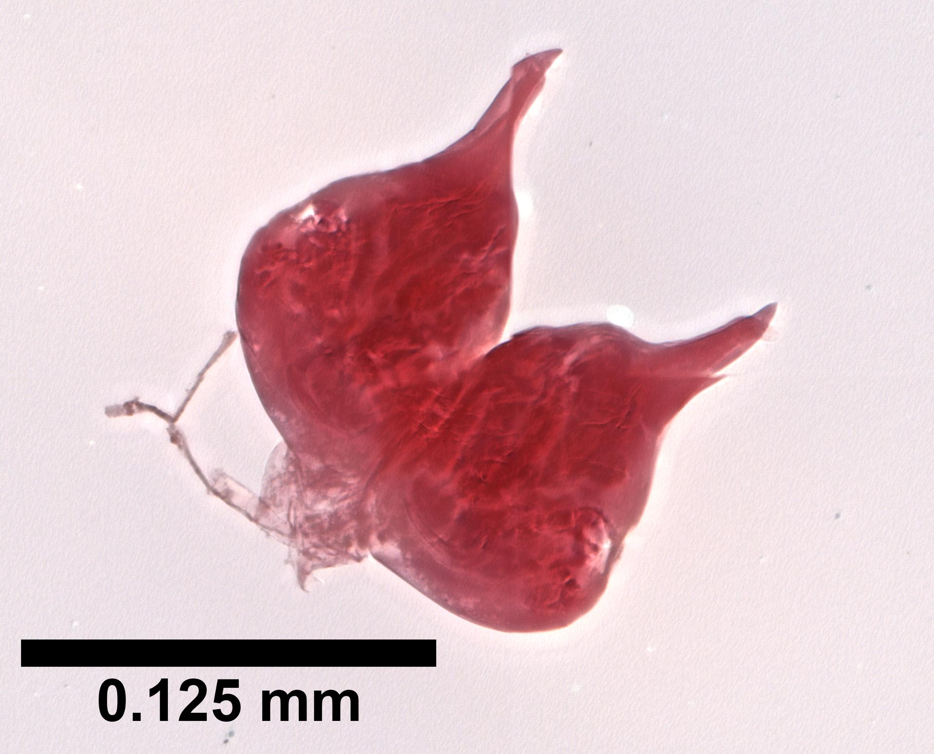 Cypria petenensis image