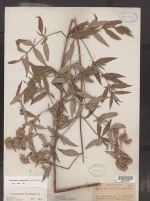 Pycnanthemum clinopodioides image