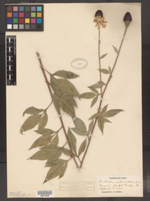 Image of Rudbeckia subtomentosa