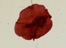 Prostheceraeus maculosus image