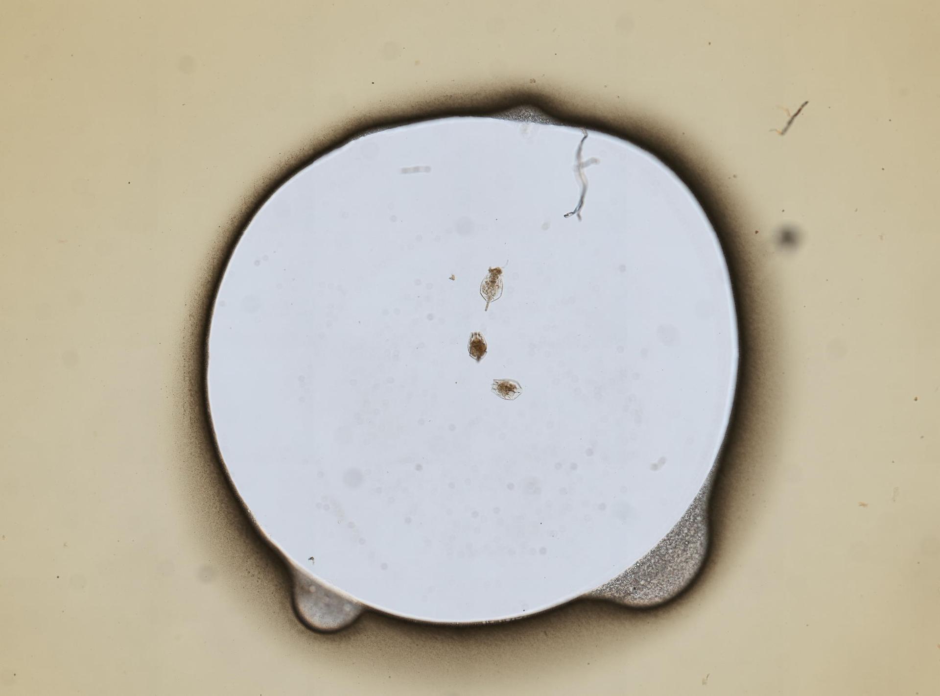 Testudinella angulata image
