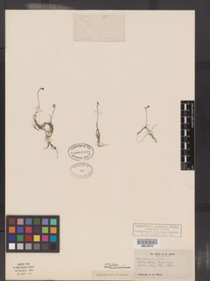 Image of Utricularia gibba