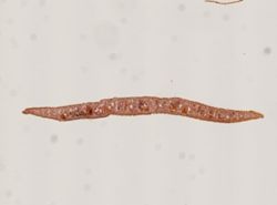 Coronadena mutabilis image