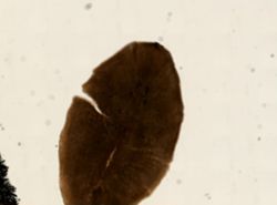 Plehnia ellipsoides image