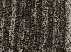 Cliona laticavicola image