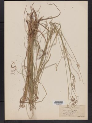 Carex virescens var. swanii image