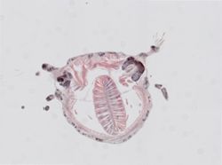 Odontosyllis enopla image