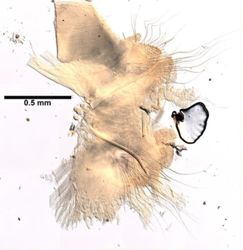 Nephtys ciliata image