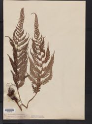 Polystichum aculeatum image