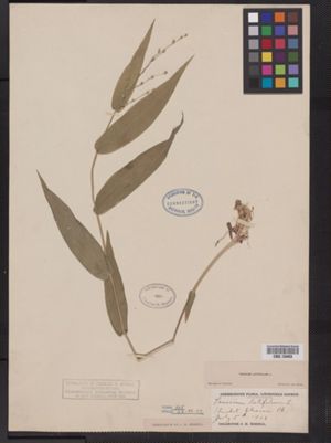 Dichanthelium latifolium image