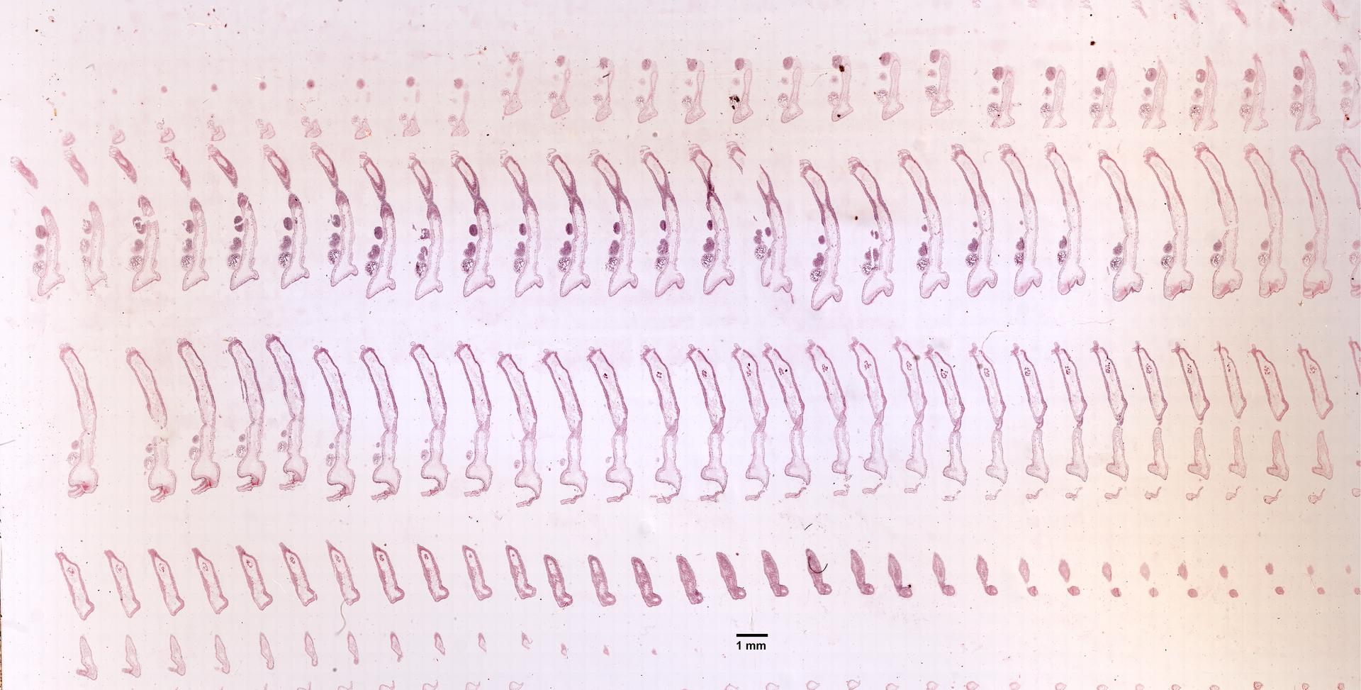 Hydra oligactis image