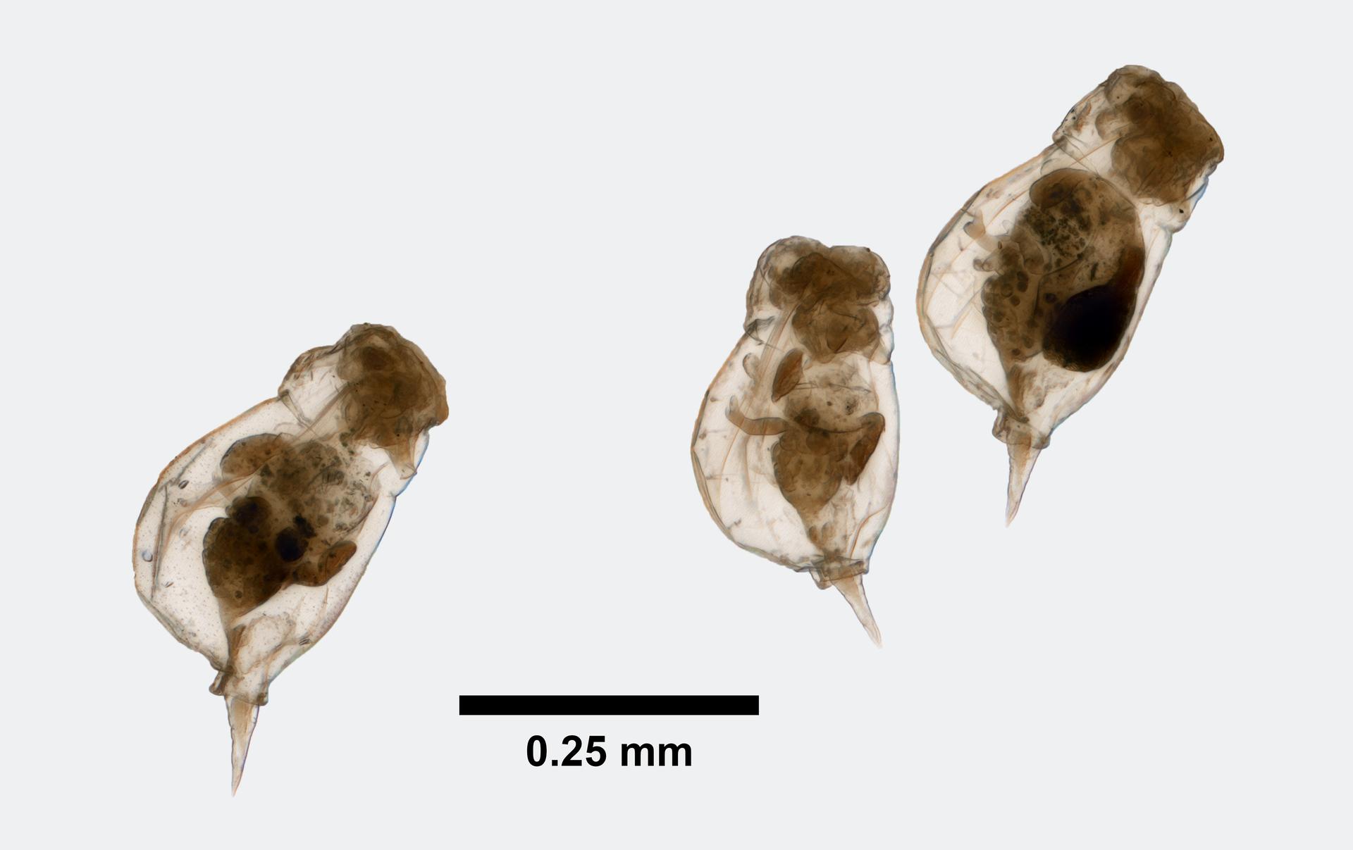 Enteroplea lacustris image
