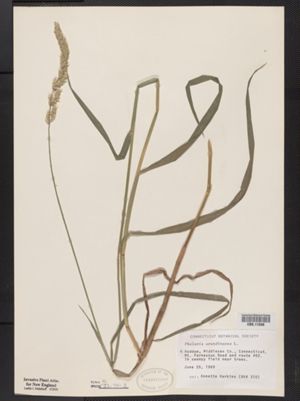 Phalaris arundinacea image