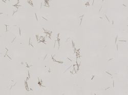 Myxilla fimbriata image