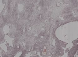 Verongia fistularis image