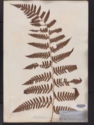Polybotrya osmundacea image