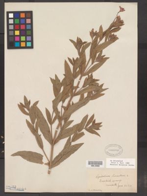 Epilobium hirsutum image