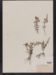 Asplenium exiguum subsp. glenniei image