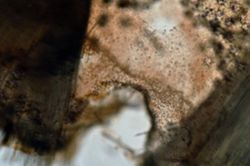 Tethya seychellensis image
