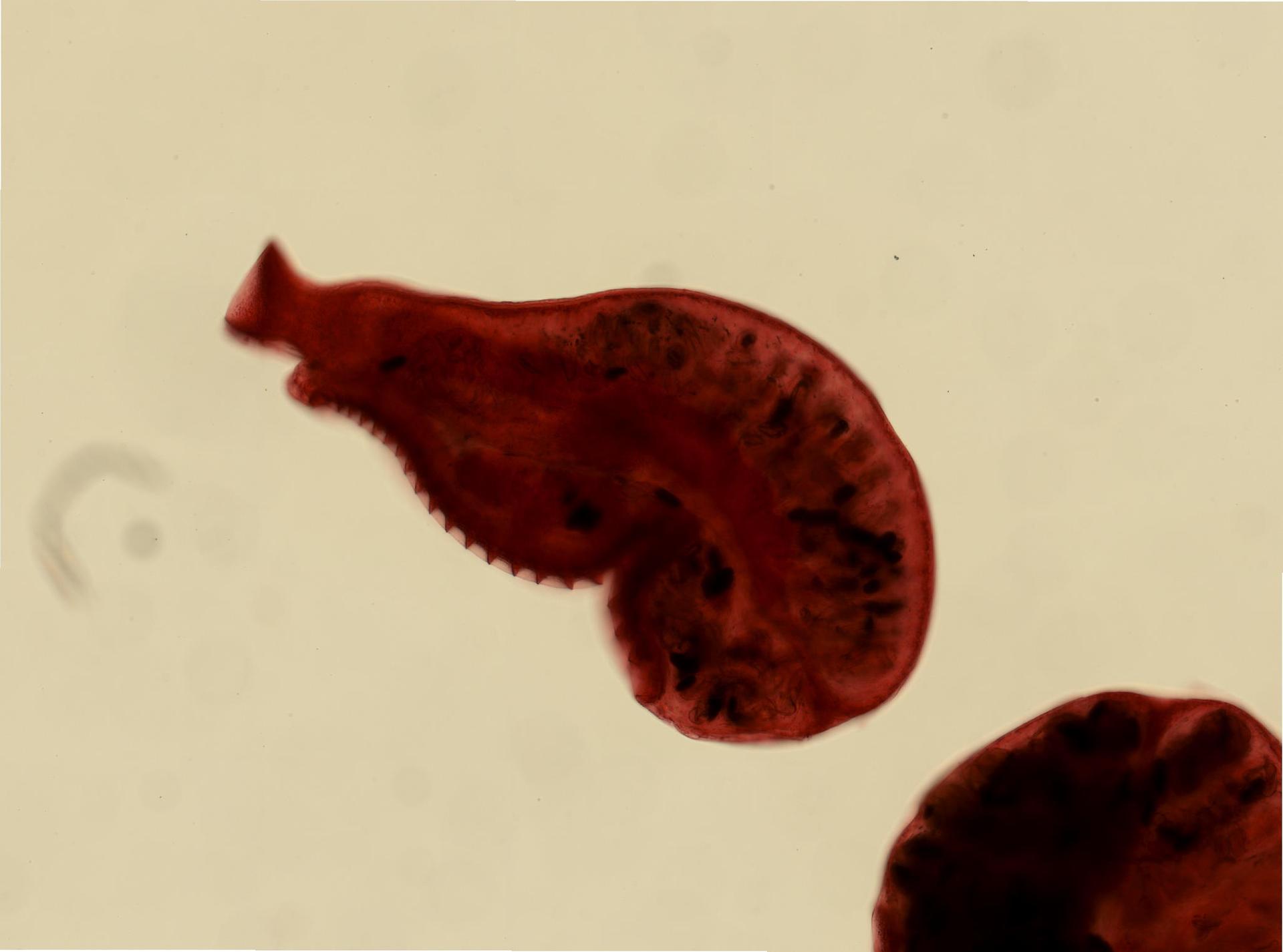 Aspidogaster conchicola image