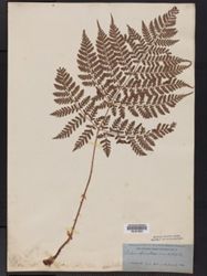 Dryopteris blanfordii subsp. blanfordii image