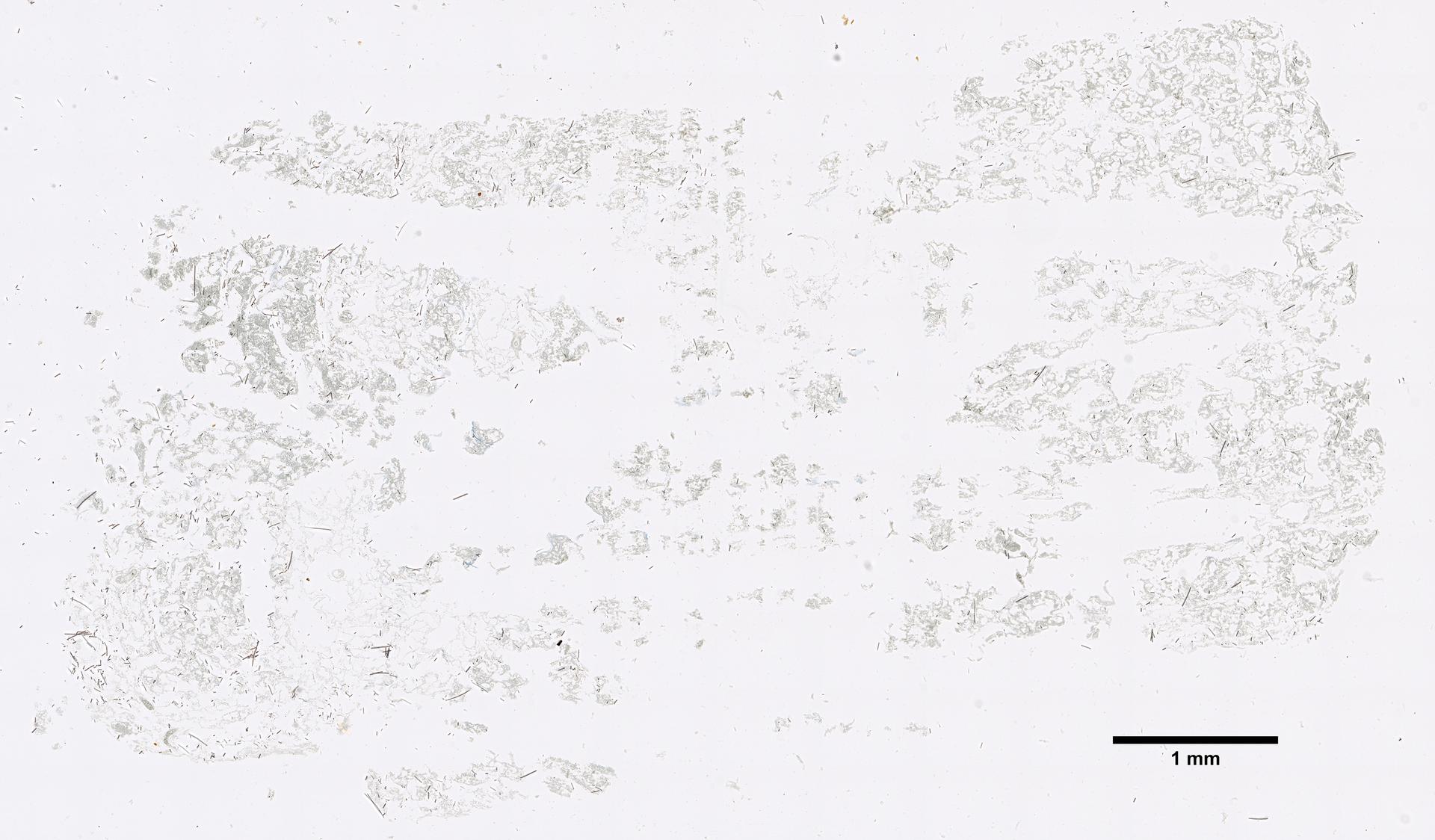 Calcifibrospongia actinostromarioides image