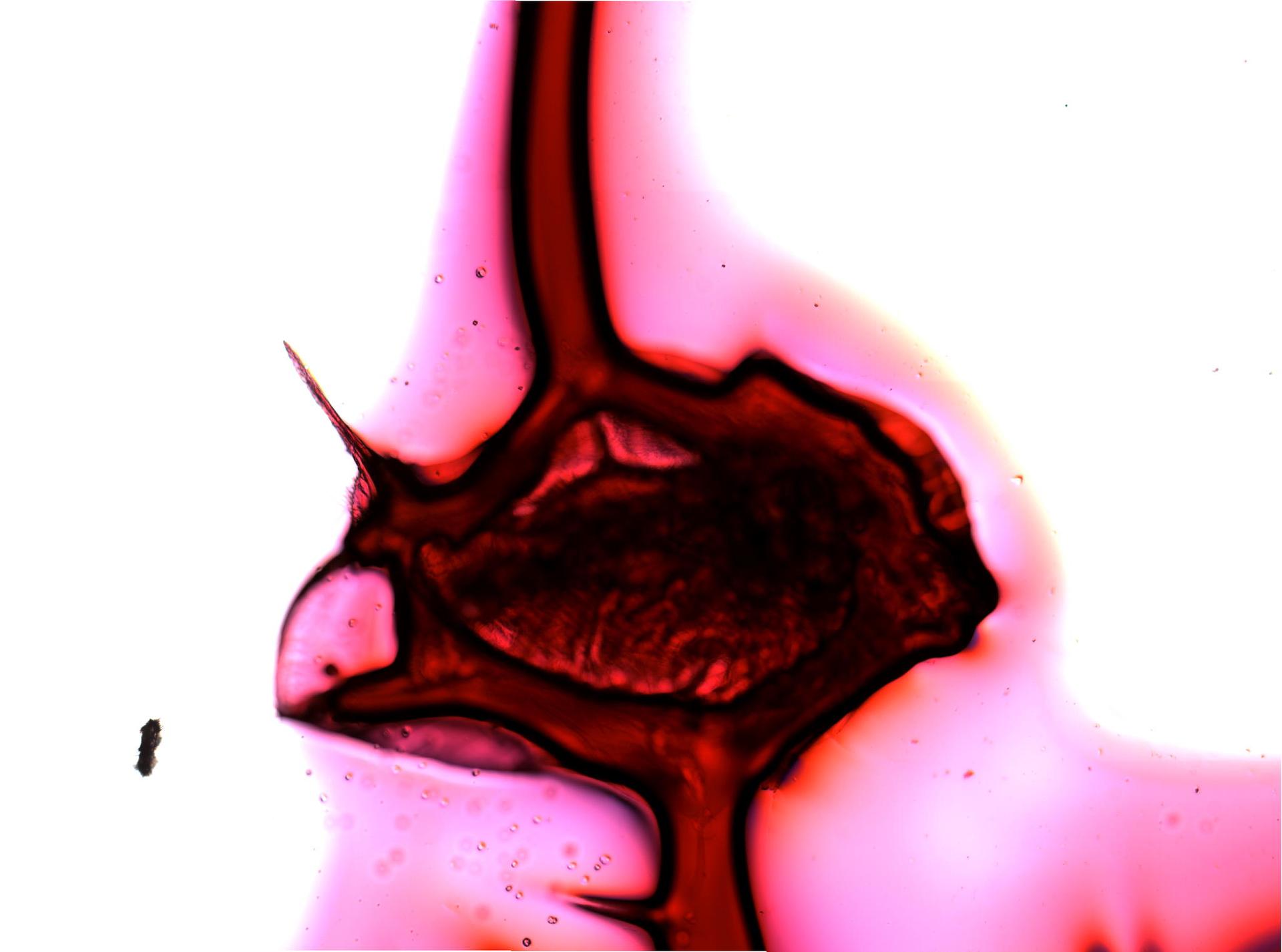 Daphnia middendorffiana image