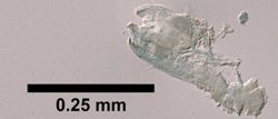 Anthomuda affinis image
