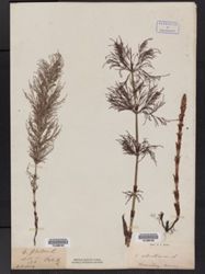 Equisetum silvaticum image