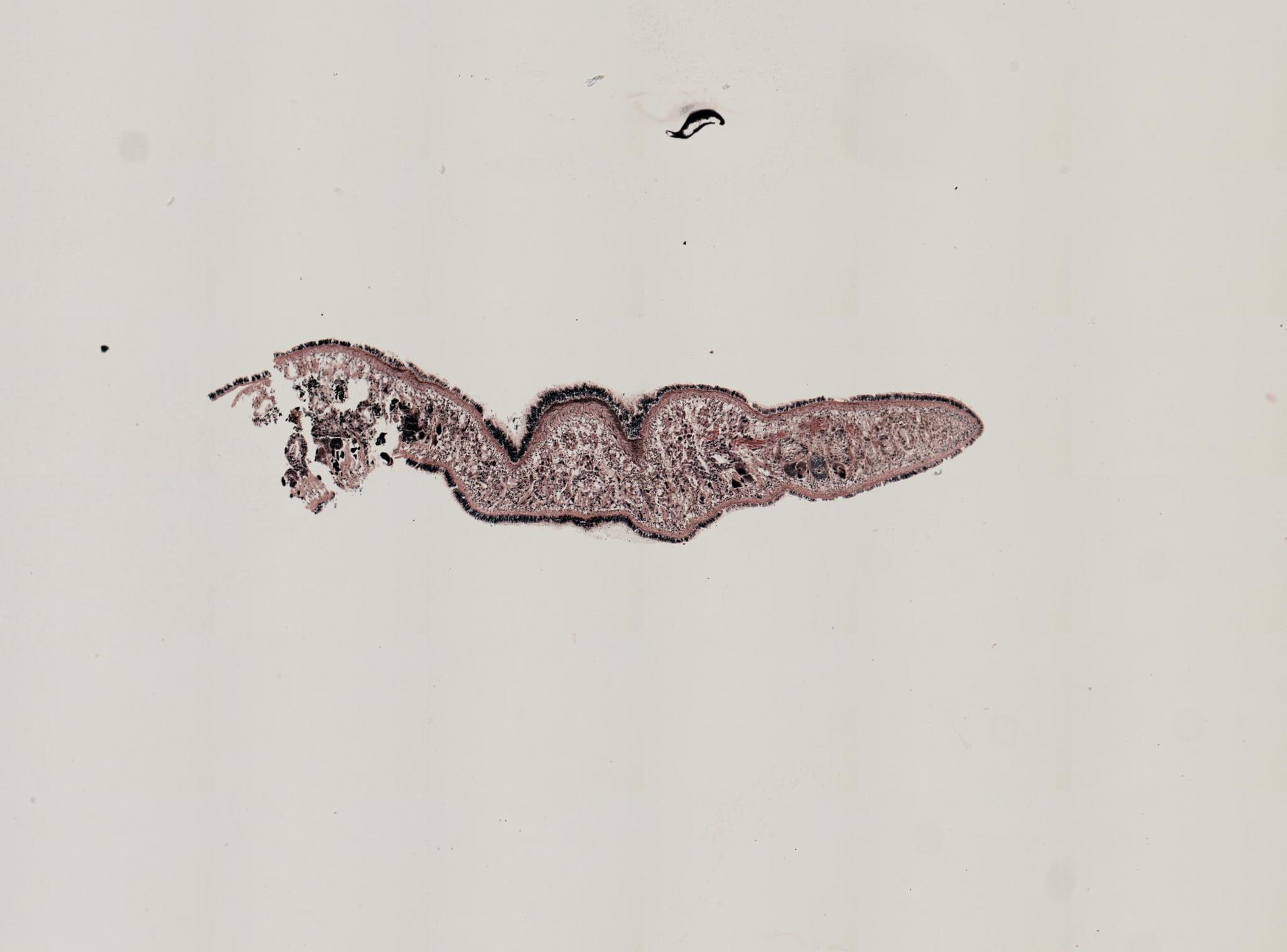 Stylochus oculiferus image