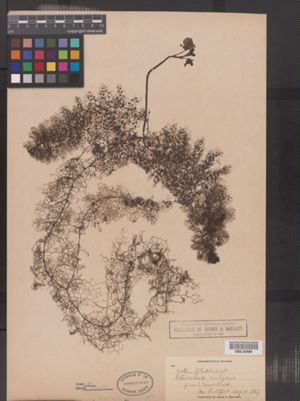 Utricularia macrorhiza image