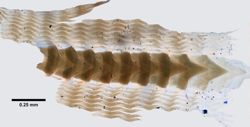 Dendronotus robustus image