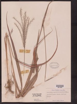 Miscanthus sacchariflorus image