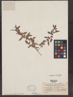 Acalypha gracilens image