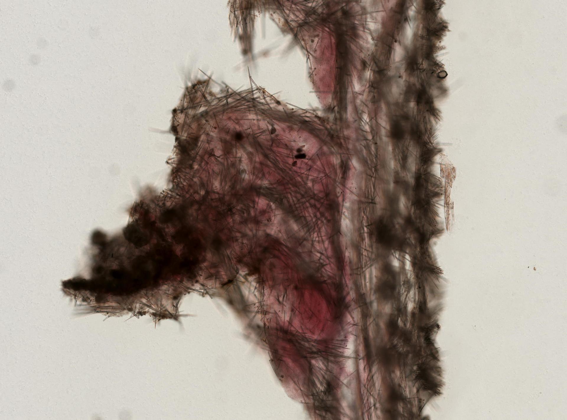 Placospongia melobesioides image