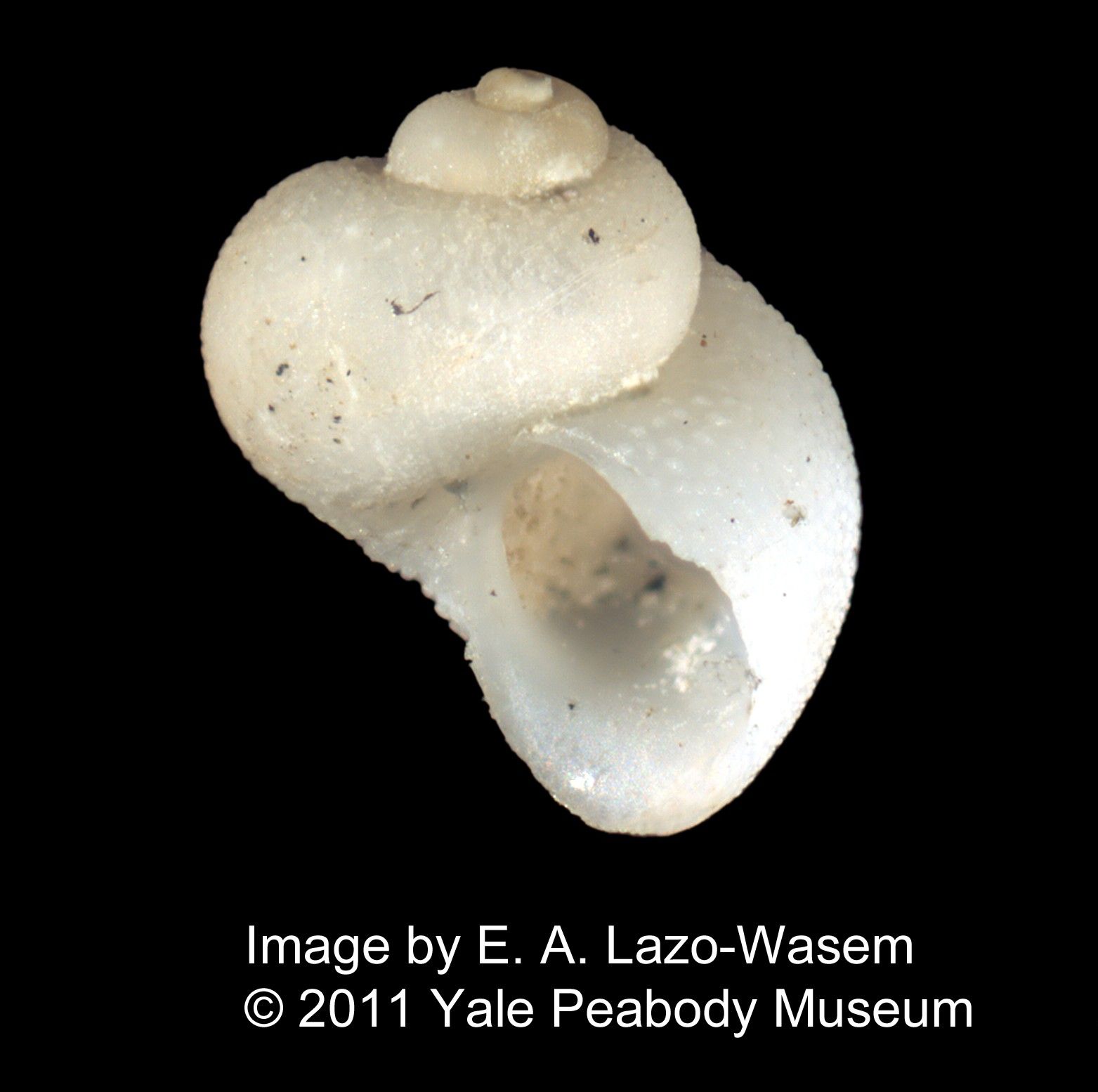 To Yale Peabody Museum of Natural History (YPM IZ 053400)