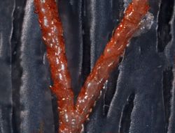 Licornia ferox image