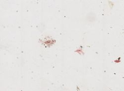 Amoeba proteus image