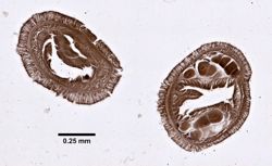 Nemertopsis gracilis image